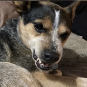 Meet your Posher, Jude